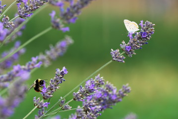 Bumblebee and little butterfly