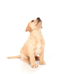 Puppy looking up