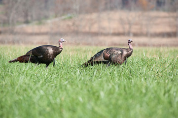 Two wild turkeys