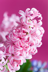 pink hyacinth