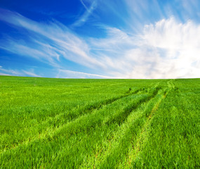 Obraz premium Meadow with a green grass and the blue sky with clouds