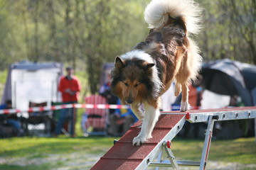 Sheltie auf Steg