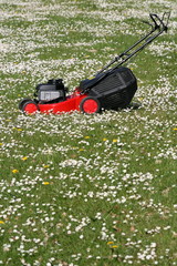 Fototapeta premium tondeuse, gazon,pelouse,tonte,verte