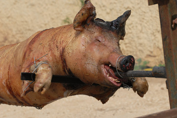 cochon a la broche sanglier