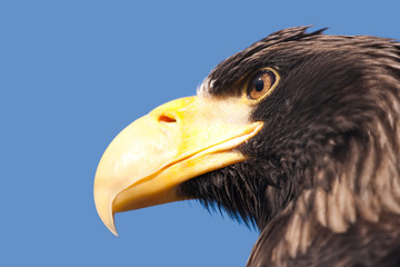 Steller's sea eagle.