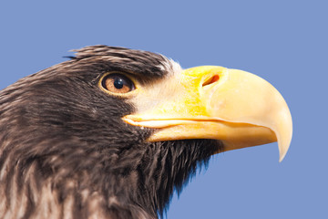 Steller's sea eagle.