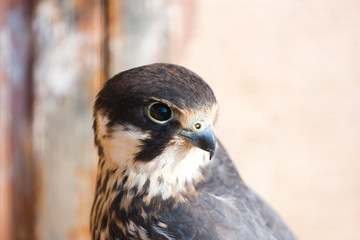 falcon