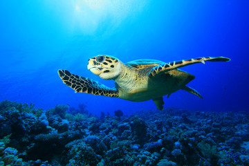 Obraz premium Żółw morski