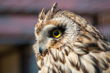 Closeup portrait of an owl.  Asio flammeus