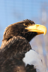 Steller's sea eagle.