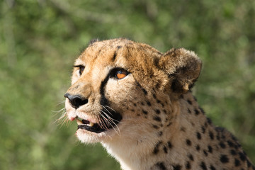 Cheetah Close-Up