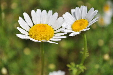 Fototapeta premium daisies