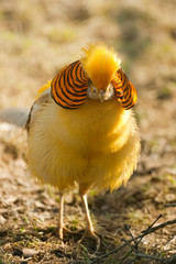 gorgeous golden pheasant