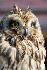 Closeup portrait of an owl.  Asio flammeus