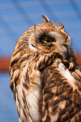 Closeup portrait of an owl.  Asio flammeus