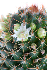 Blossoming cactus Mammilaria close up.
