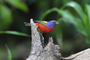 Painted Bunting (Passerina ciris)