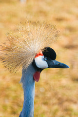 Crowned crane  (Balerica pavonina )