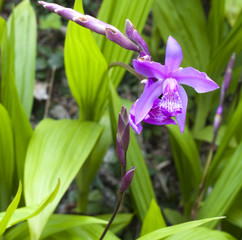 Purple orchid plant with buds in the wild