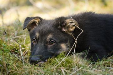 sheepdogs puppy alone in the forest