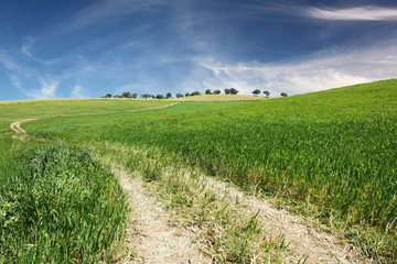 Dirt road on green Grass and blue sky