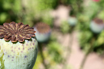 Poppy fruitcase