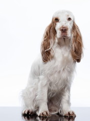 red English Cocker Spaniel