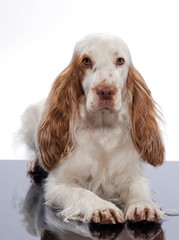 red English Cocker Spaniel