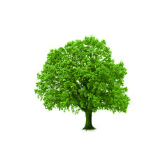 Baum mit Schatten