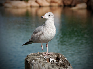 Seagull resting