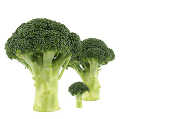 broccoli family
