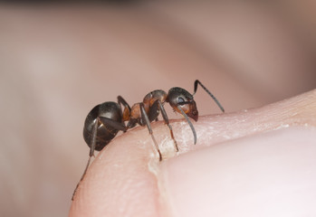 Angry ant biting finger. Extreme close-up.