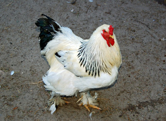 Beautiful white hen on natural grey background