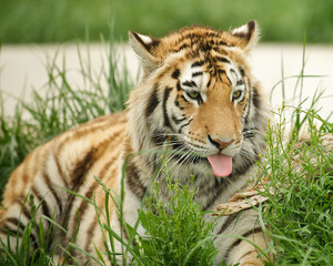 Siberian Tiger cleaning itself.  Panthera tigris altaica