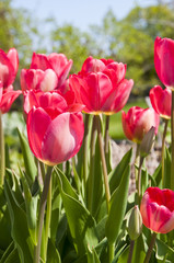 tulips