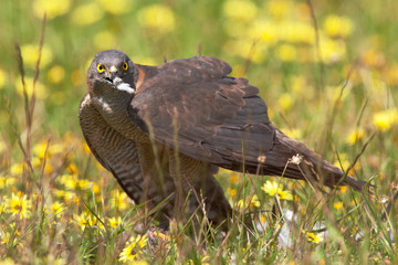 Eating Prey - Brown Goshawk feeding