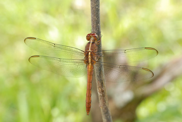 Libellula