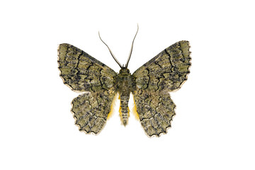Naklejka na ściany i meble Moth - Common Brown Looper, Hypodoxa muscosaria