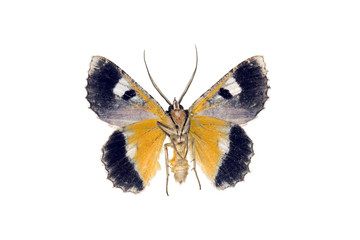 Moth - Common Brown Looper, Hypodoxa muscosaria