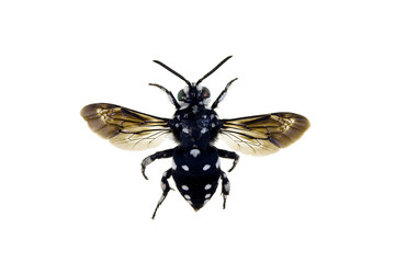 Fototapeta na wymiar Domino Cuckoo Bee, Thyreus lugubris