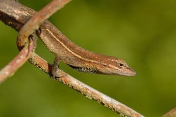 Anolis auratus - (Polychrotidae sauria)