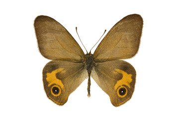 Butterfly - Brown Ringlet, Hyposysta metirius