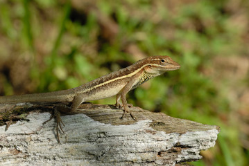 Anolis auratus - (Polychrotidae sauria)