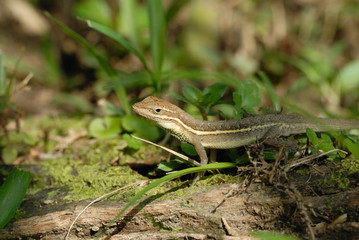 Anolis auratus - (Polychrotidae sauria)
