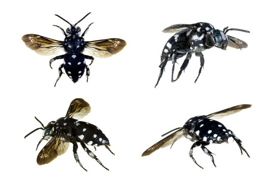 Domino Cuckoo Bee, Thyreus lugubris