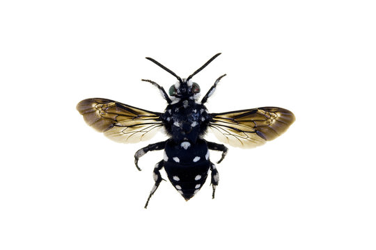 Domino Cuckoo Bee, Thyreus lugubris