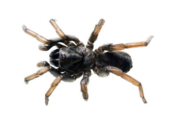 Spider - Brown Trapdoor, Arbanitis gracilis