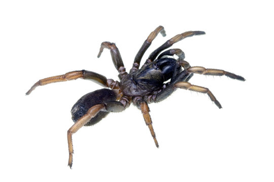 Spider - Brown Trapdoor, Arbanitis gracilis