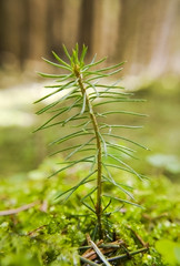 Small pine in the forest.