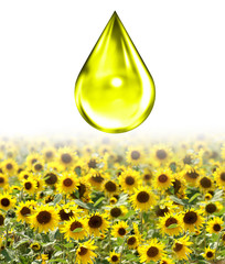 Öltropfen über sonnenblumenfeld